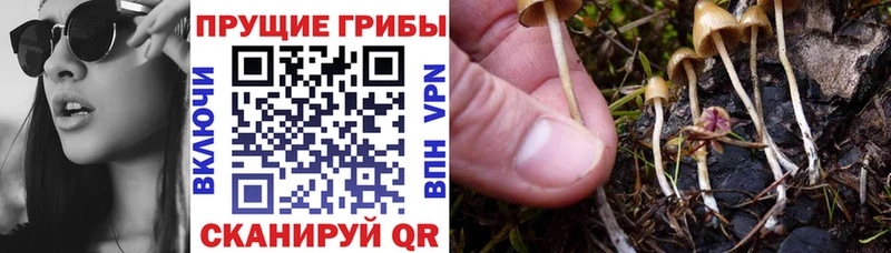 Псилоцибиновые грибы Magic Shrooms  Купить закладки  Пугачёв 