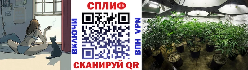 Купить где  Пугачёв  Марихуана семена 